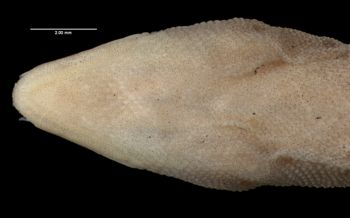 Media type: image;   Herpetology R-63218